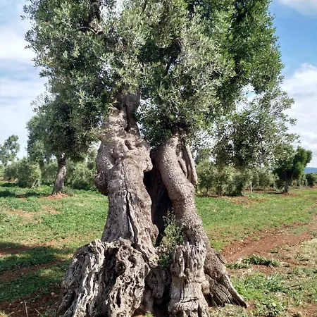 Lamia Dell'Attore Ostuni